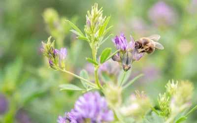 Valoriser un apiculteur passionné grâce à un site internet, des photos et des vidéos